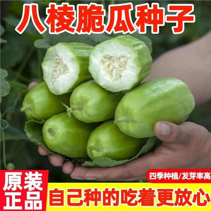 香酥八棱脆瓜种子香瓜甜瓜春季蔬水果种子水瓜老品种八棱脆瓜种子