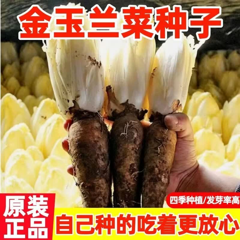 金玉兰菜种子一年四季多年生王兰菊苣种子籽阳台盆栽白玉兰菜种籽