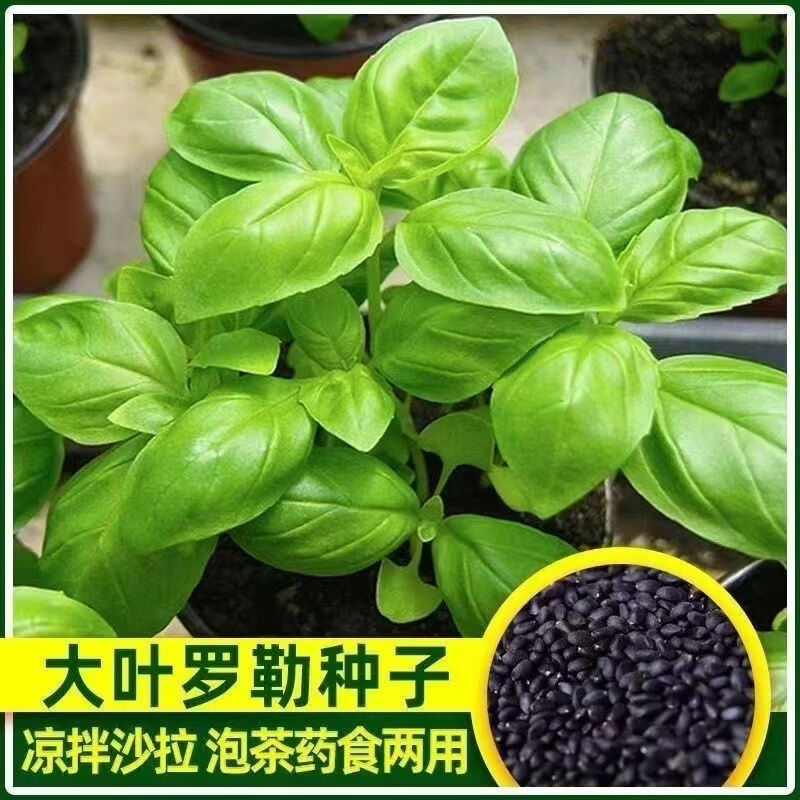 食用罗勒种子九层塔食用金不换驱蚊植物阳台庭院盆栽防蚊植物种子