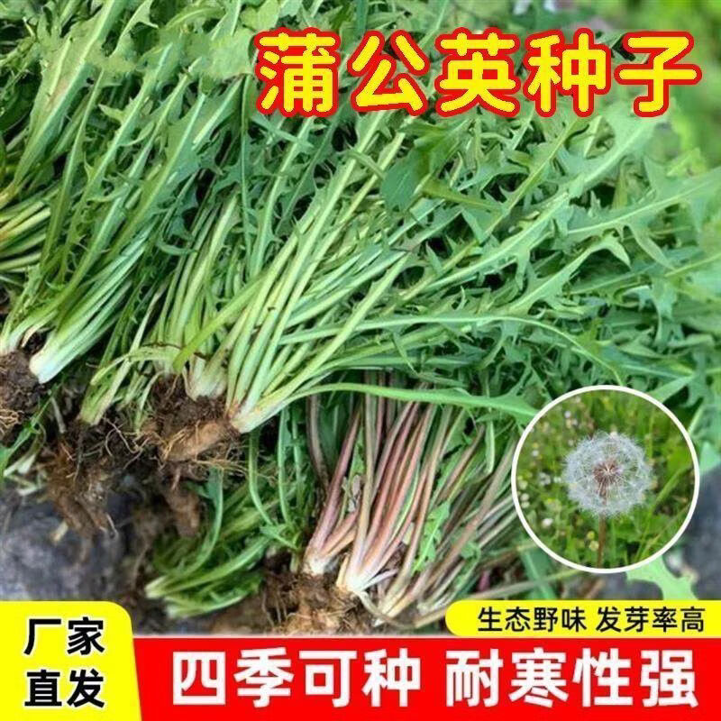 蒲公英种子野菜种植食用四季播种多年生种籽高产蔬菜种子