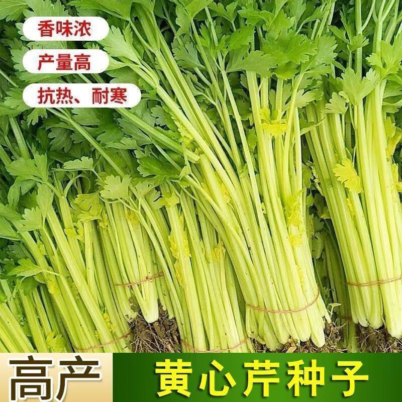 正宗四季黄心芹菜黄芹菜种子土芹菜农家四季阳台盆栽耐热耐寒食用