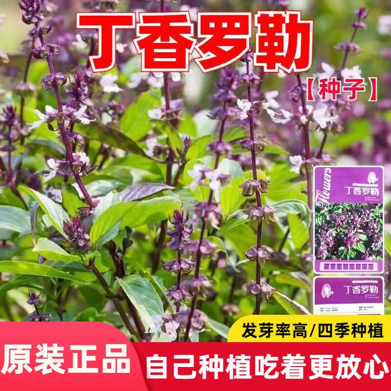 丁香罗勒种子五香九层塔零陵香食用香草籽室外盆栽播