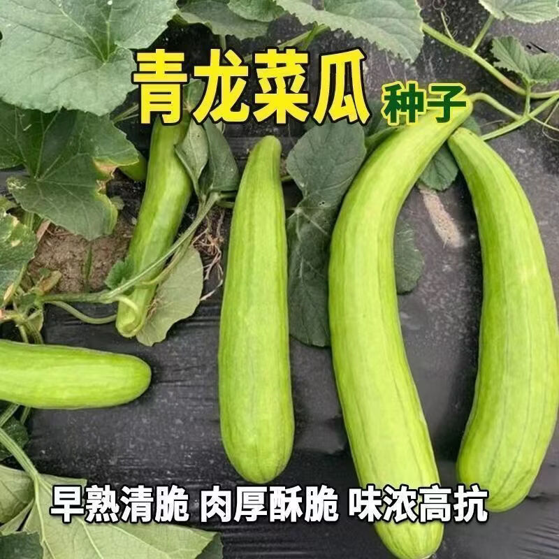 青龙菜瓜种子脆瓜菜瓜种子汁多味清香农家菜园生食凉拌菜瓜蔬菜种
