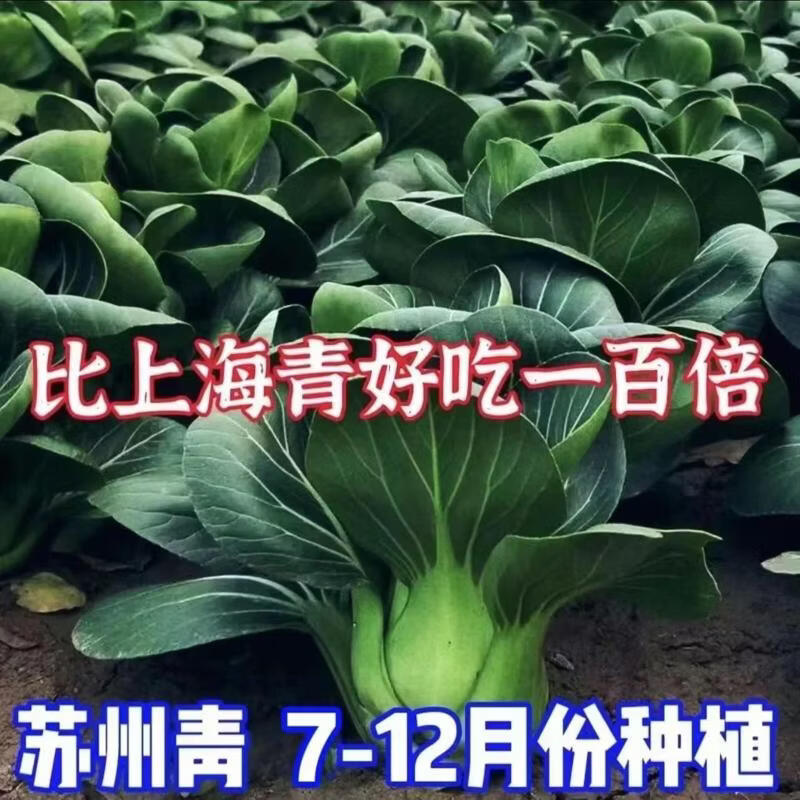 苏州青种子黑叶矮脚青梗菜黑大头上海青超甜脆好吃秋冬季农家菜种