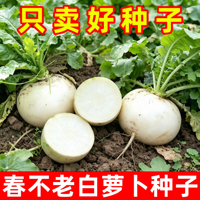 四川春不老萝卜农家田园 蔬菜种子种子圆白萝卜秋播地方老品种