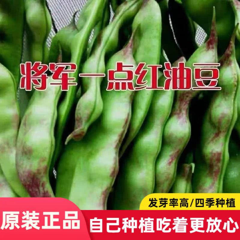 一点红油豆种子将军王东北豆角宽芸豆种籽不鼓豆抗寒抗病豆角