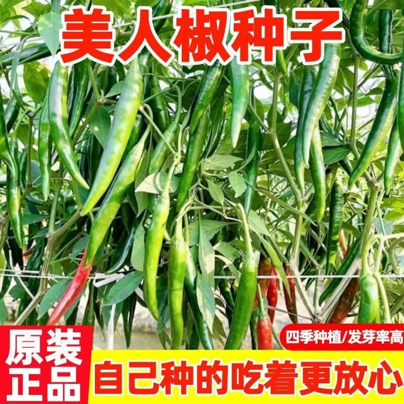 正宗摘不败美人椒种子大树红尖椒红辣椒种子特香辣四季盆栽菜种籽