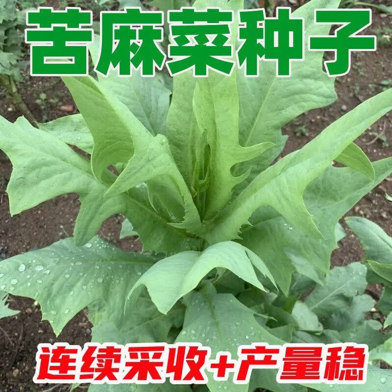苦麻菜种子苦麦菜鹅菜种子苦唛菜春夏秋季种子各种蔬菜种子