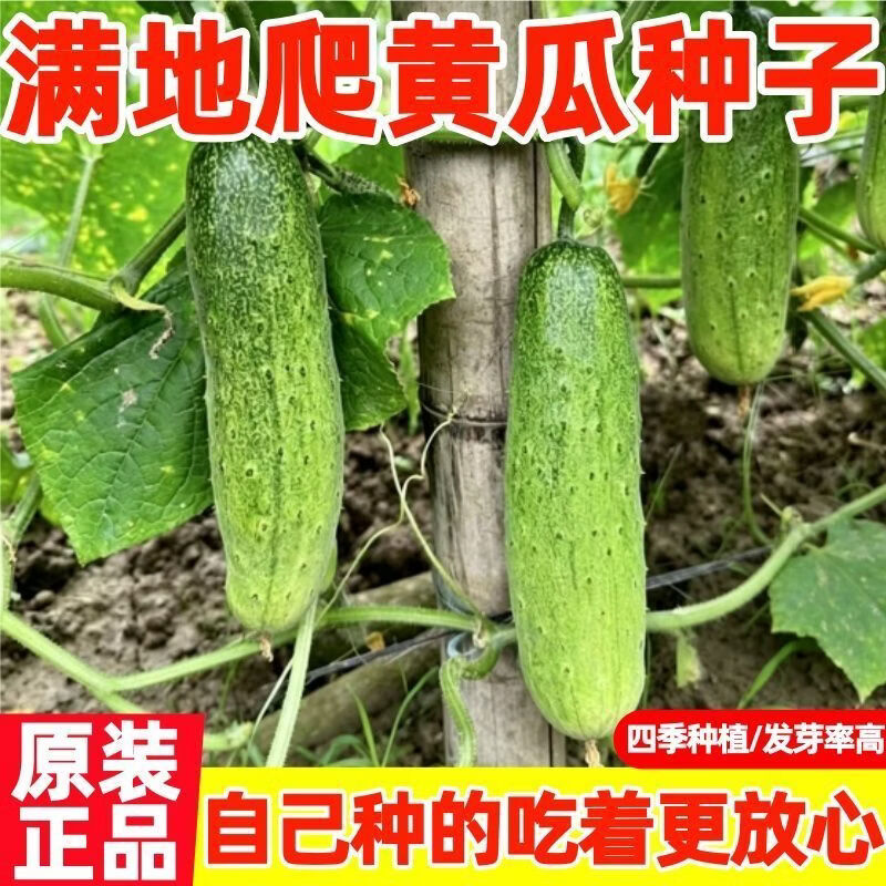 压趴架水果黄瓜种子高产春秋旱黄瓜种籽四季大棚阳台盆栽蔬菜种子