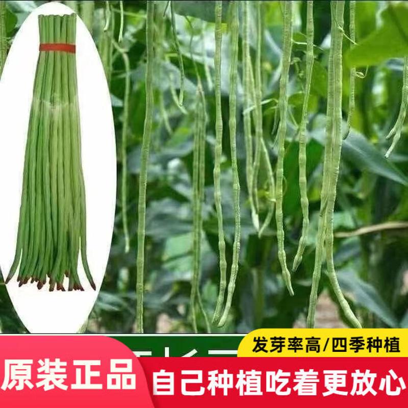 压塌架一点红豆角种子特长豆秋冬季春季豇豆种籽大全蔬菜孑