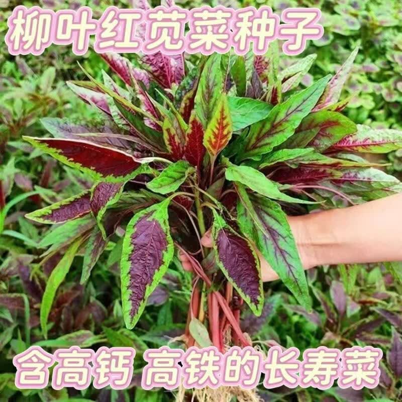 喜温耐热红柳叶苋菜种子红汉菜种籽寒菜高产春秋四季蔬菜种孑大全