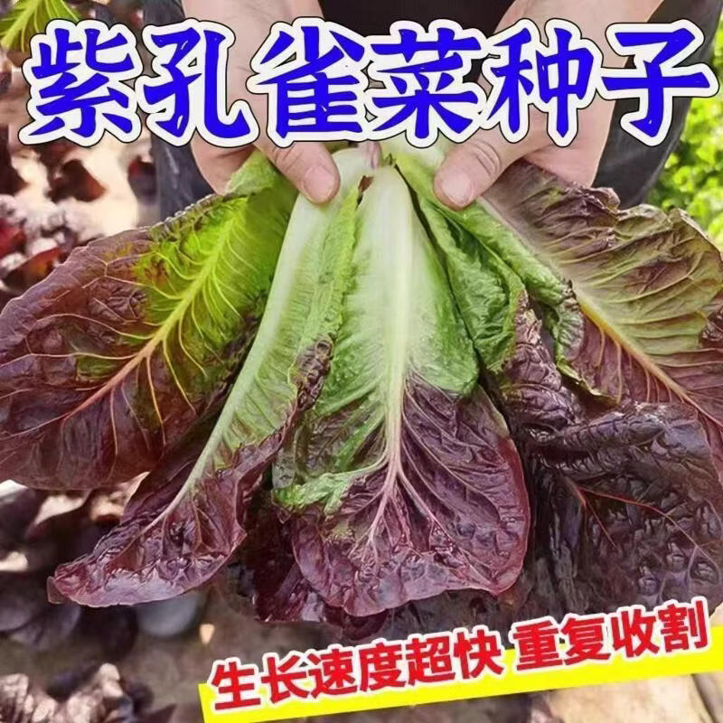 正宗紫孔雀菜种子紫罗马生菜包心生菜种籽四季种蔬菜种子紫生菜