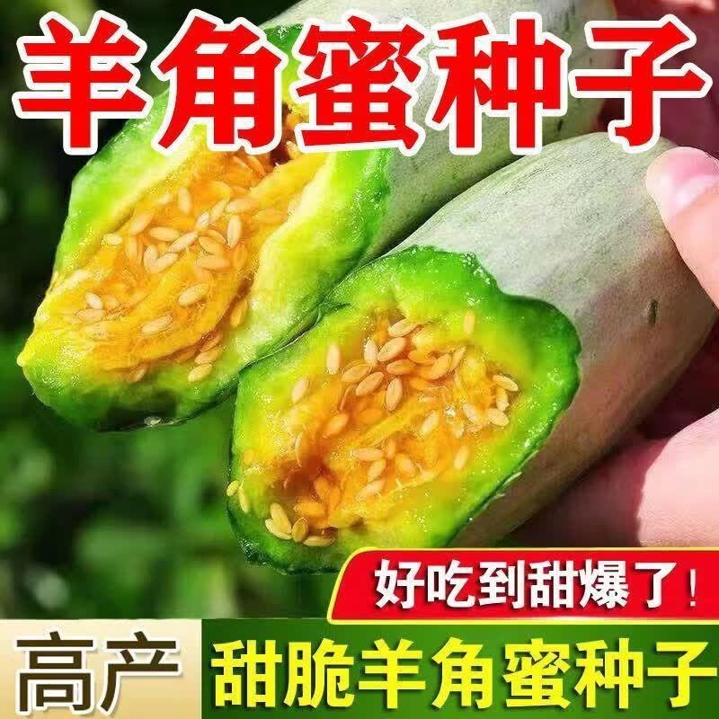 羊角蜜甜瓜种子羊角酥脆甜种籽薄皮香瓜春季四季水果特大种孑