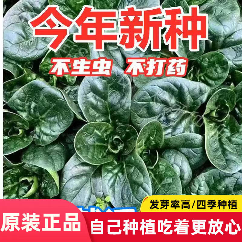 老品种传统趴地菠菜种子秋冬季耐寒籽种蔬菜越冬波菜种籽孑菜籽种