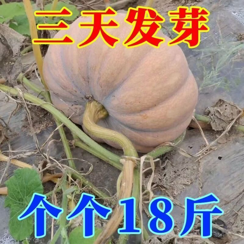 磨盘大南瓜种子巨型特甜面大南瓜种籽高产味甜面高产南瓜蔬菜种