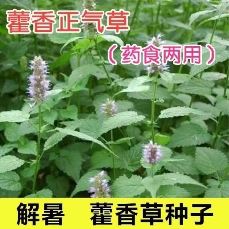 藿香种子霍香正气香草种子 五香十香大茴鱼香草 四季种植阳台盆栽