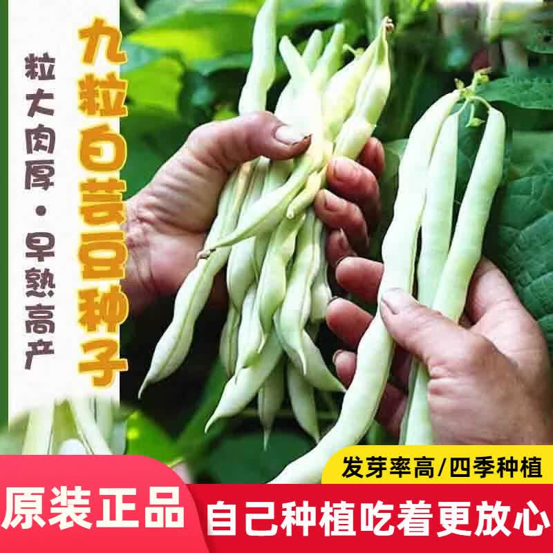 高产早熟九粒白芸豆种子豆角架豆豆种籽易种耐热蔬菜种籽