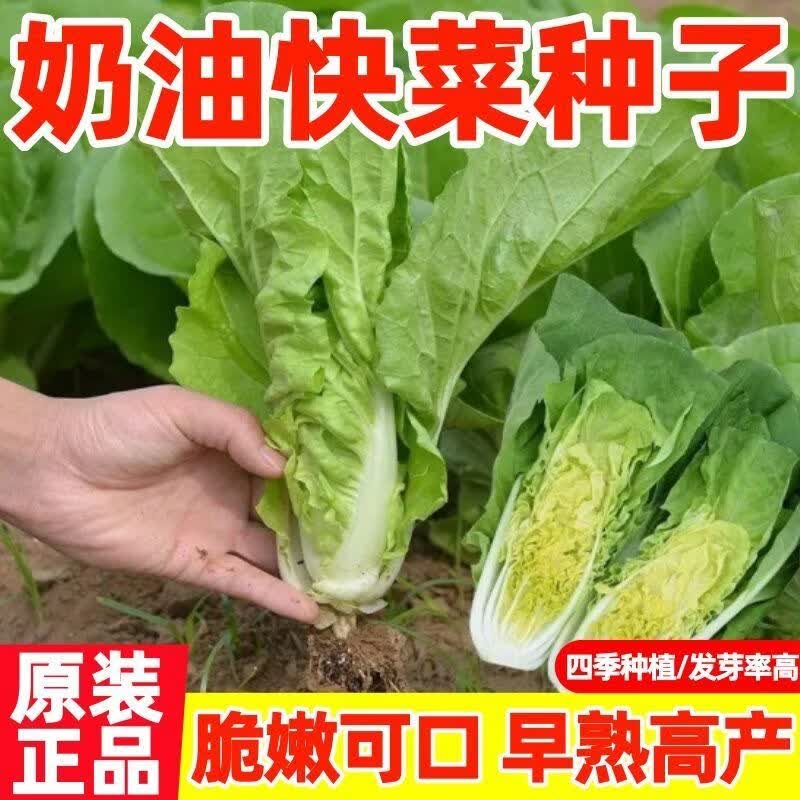 四季快菜种子奶油小白菜生吃新鲜小白菜爽口农家小白菜种子大全