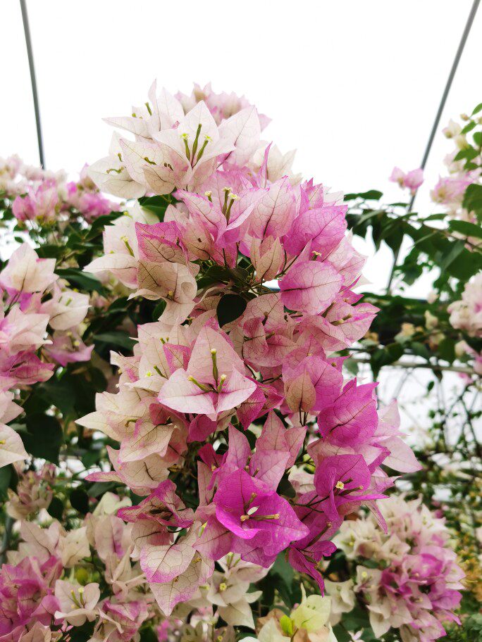 三角梅  末代皇帝 带盆栽好扦插小苗  庭院 攀爬