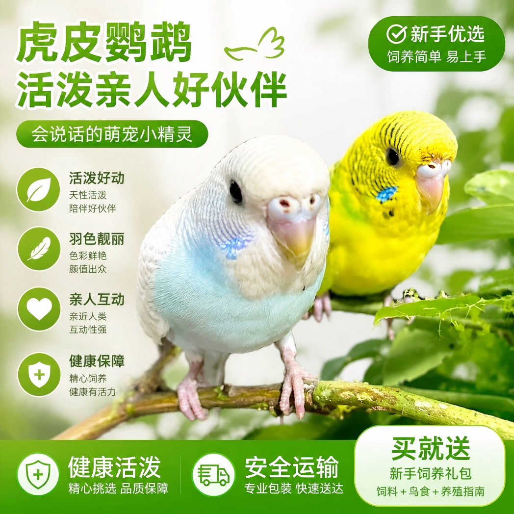 虎皮鹦鹉活体会说话健康保障