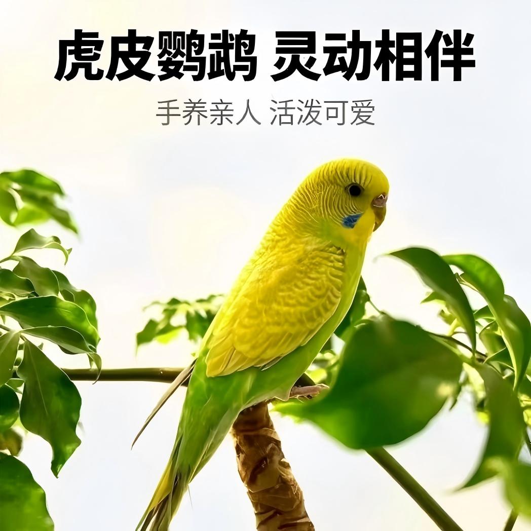 手养虎皮鹦鹉幼鸟活体亲人宠物