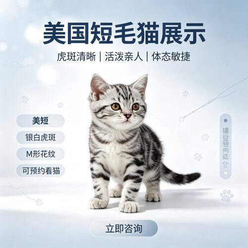 纯种美短起司加白活体幼猫