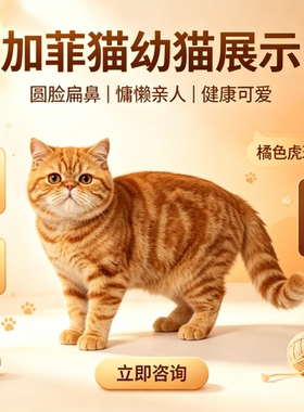 纯种加菲猫短腿幼猫活体