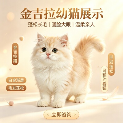 纯种金吉拉幼猫长毛蓬松亲人