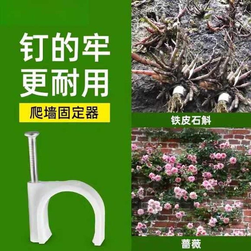 花枝固定器月季花墙墙上花卉绿植爬墙神器室外铁皮石斛墙扣卡扣钉