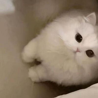 HELLO KITTY凯蒂猫白色小猫毛绒玩具超柔短毛绒公仔玩偶女