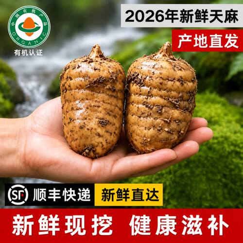 正宗深山新鲜天麻特级顺丰鲜速达