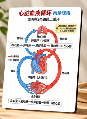 心脏血液循环科普店用展示摆件