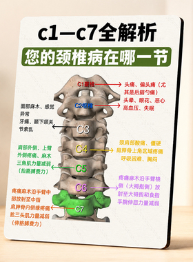 颈椎C1-C7理疗养生门店展示摆件