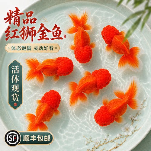 顺丰红狮金鱼活鱼观赏鱼国师狮头冷水淡水鱼锦鲤草金活体好养耐活