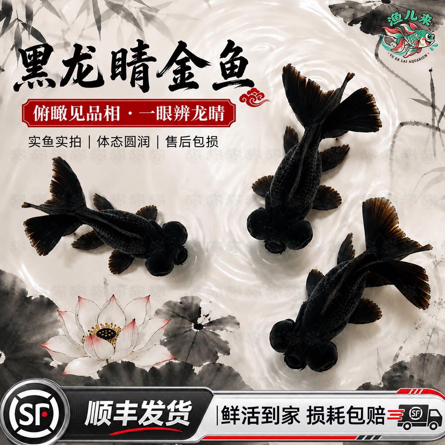 顺丰黑龙睛金鱼活鱼冷水观赏鱼狮子头好养金鱼苗活体淡水小型鱼