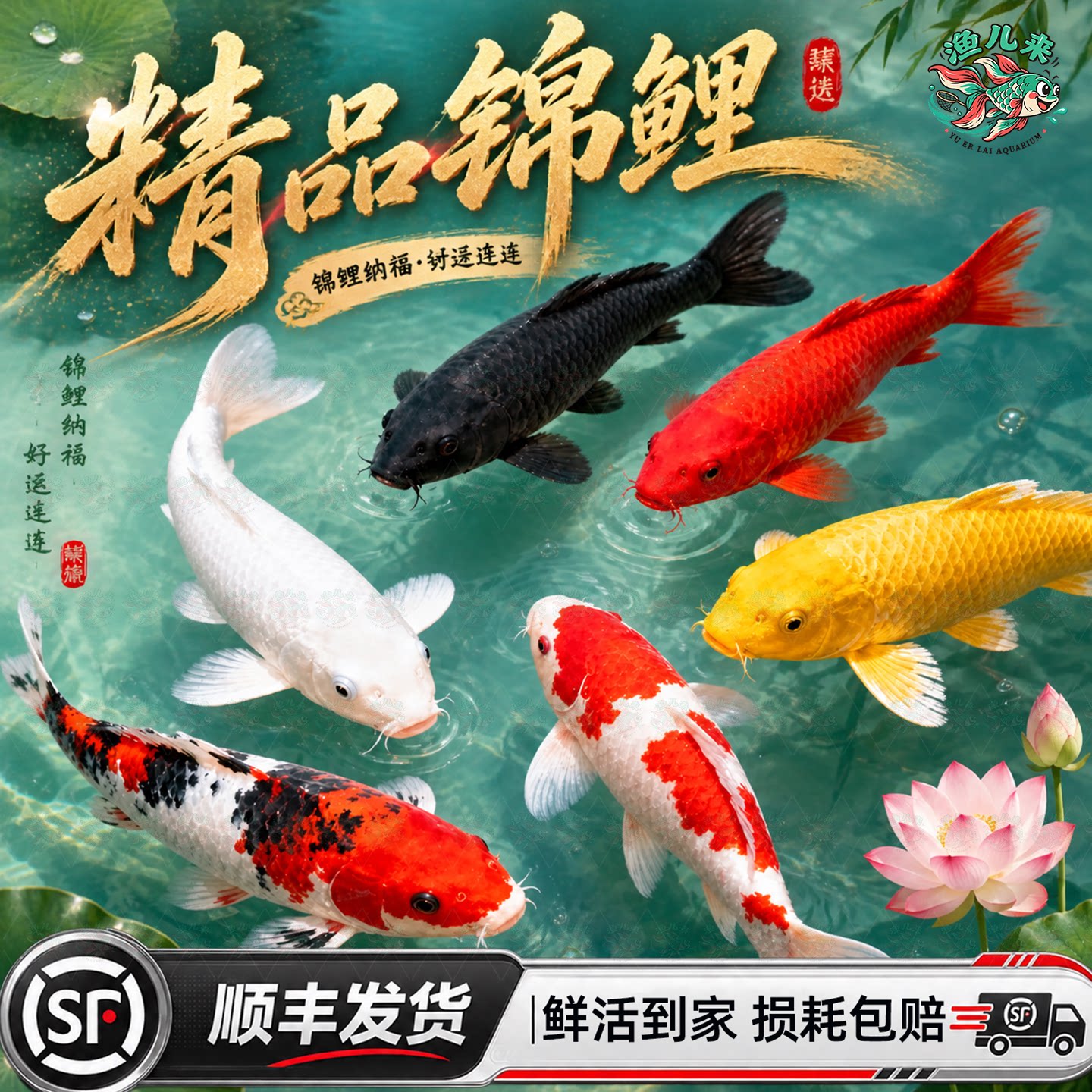顺丰锦鲤鱼活鱼观赏鱼纯种鱼大型红白冷水淡水好养耐活金鱼冷水鱼图片