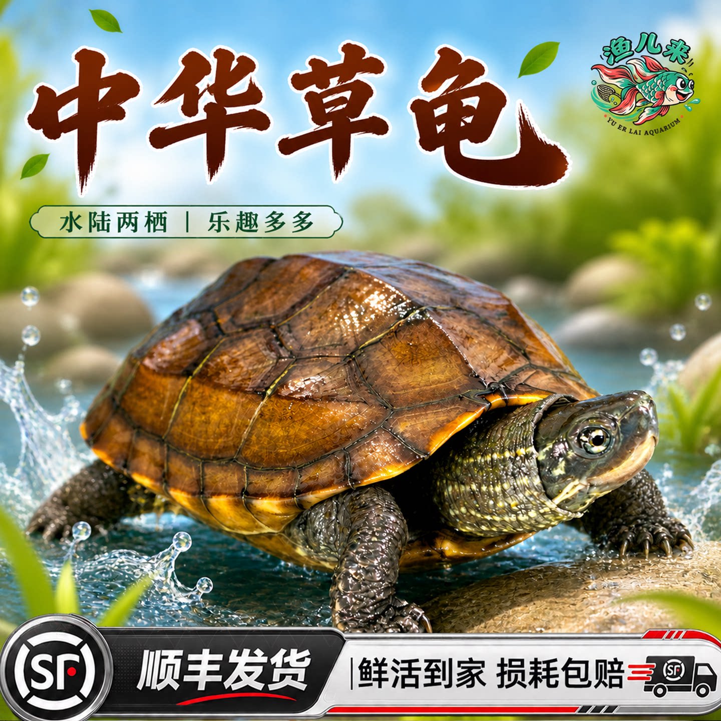 顺丰乌龟活物中华草龟金线外塘适合家养的小乌龟苗长寿宠物龟认主图片