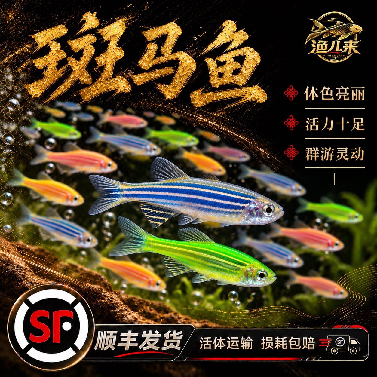 顺丰斑马鱼活体大号鱼缸热带淡水观赏鱼灯科鱼七彩糖果鱼小型好养