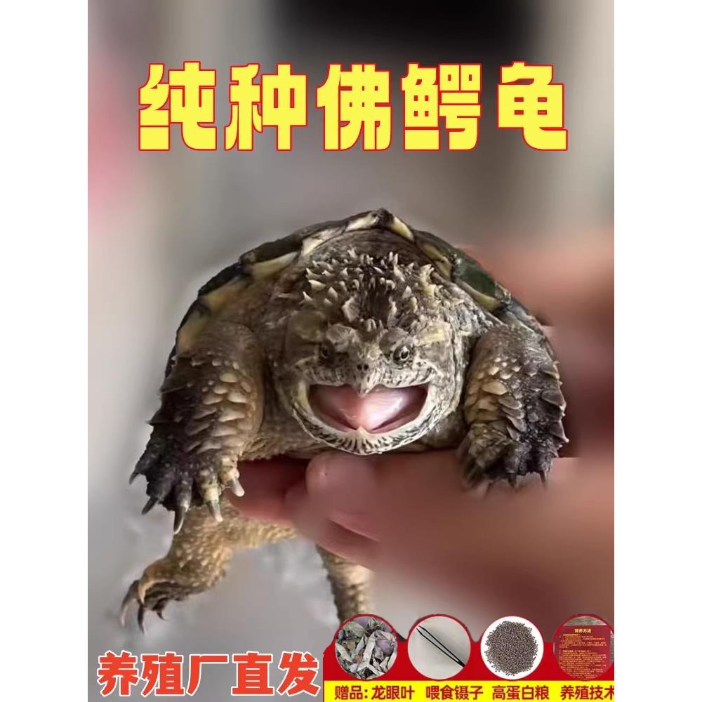 原种纯佛鳄龟爆刺鳄鱼龟活物杂佛北美黑佛鳄龟凶猛观赏龟小鳄龟苗图片