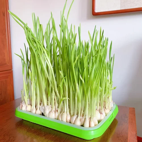 育苗盘育苗盒蔬菜秧苗托盘 营养钵育苗穴盘ZF