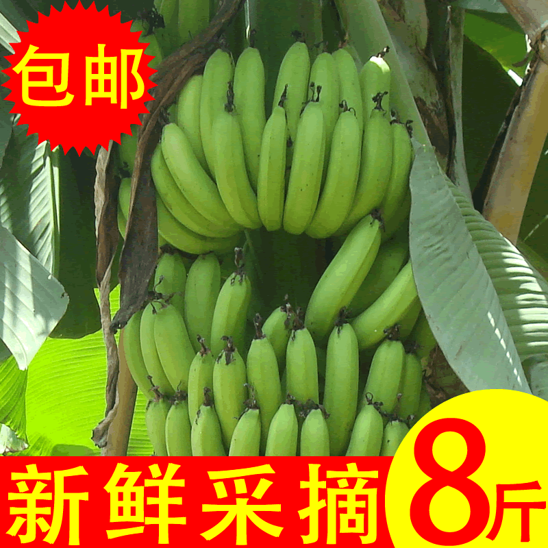 绿色香蕉青现摘新鲜水果孕妇自然成熟无添加非海南芭蕉软糯甜8斤