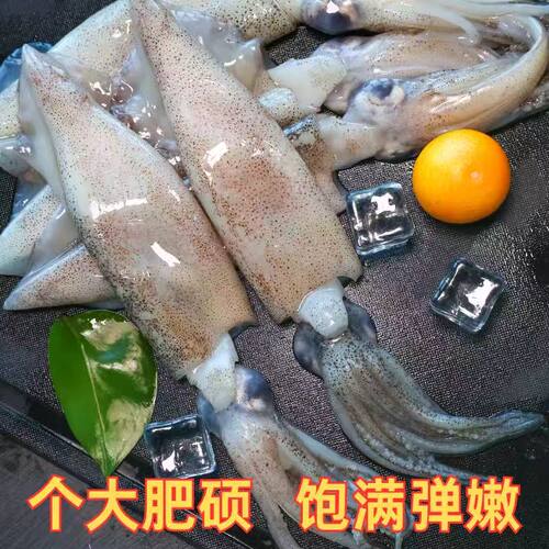 笔管鱼新鲜大海兔子鱿鱼仔（母的带籽公的带黄）