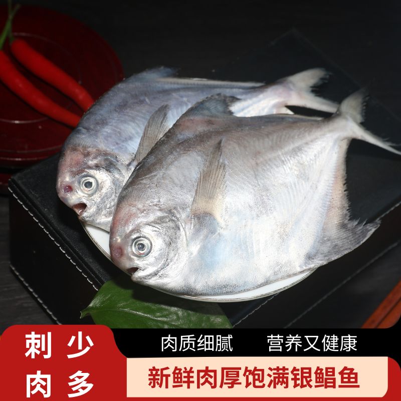 【C】野生无冰银鲳鱼海捕冷冻银鲳鱼野生银鲳鱼