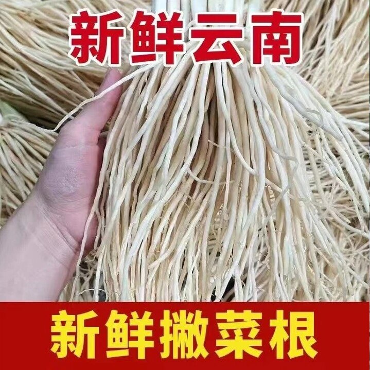 撇菜根云南佤味鸡脚牛皮菜根现挖新鲜苤菜根带半叶脆佤味鸡脚配菜