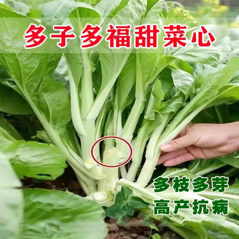 多子多福甜菜心种子多芽菜连州菜心种籽秋季88vip2元好物包邮0.01