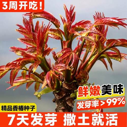 正宗红油香椿种子速生耐