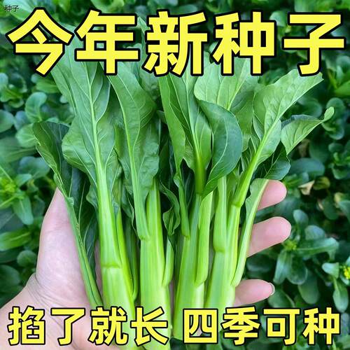 宁夏菜心种子种籽无渣尖