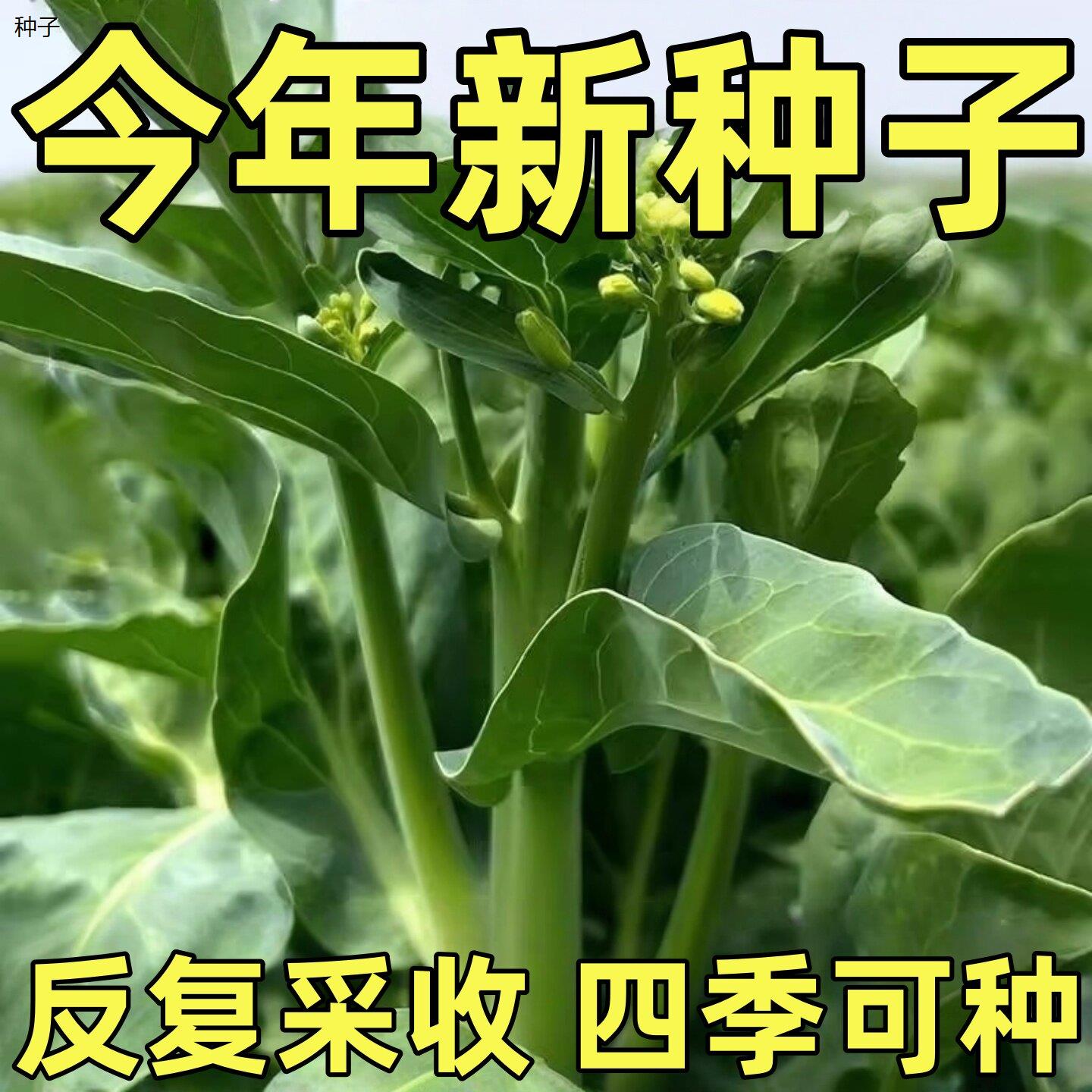 甜心芥蓝种鸡腿绿芥兰菜籽农家种子蔬菜秧苗88vip2元好物包邮0.01