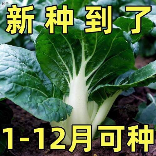 矮脚黑叶奶油白菜种子小