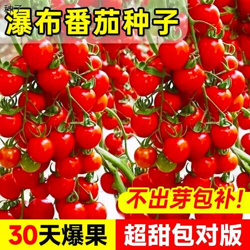 香甜瀑布小番茄种子圣女